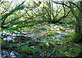 Wet Woodland, Winnall Moors