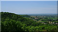 Hedgecock Hill Woods from St Michael