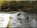 Heron Patrolling Rotten Calder