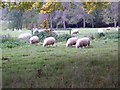 Sheep, Eastbury Estate