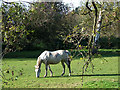SO8483 : Grazing by the River Stour, Kinver, Worcestershire by Roger  D Kidd