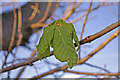 Horse Chestnut leaf, Merrivale, London N14