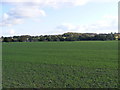 TM3876 : Farmland next to the B1117 Walpole Road by Geographer