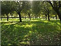 Orchard near Ditcheat