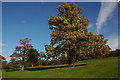 Trees in Eastnor Park