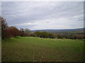 Sheep grazing near Brynberian