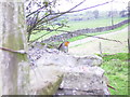 Robin on a dry stone wall