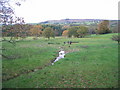 Footpath below Shaws