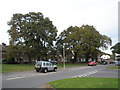 Autumn tree colour in Woodgreen Avenue