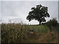 Corn and a field boundary