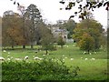 Sheep at Eastbury