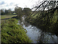 River Tern from the bridge