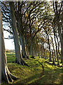 Beech Trees, Fairlie