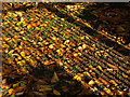 Fence Shadow on Autumnal Leaves