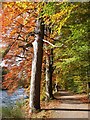 Autumn colours along Lady Mary