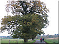 Hook Lane, near Puttenham