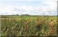 View across pasture land to Ddrydwy Farm