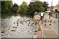 Duck feeding