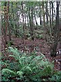 Bracken fronds still green