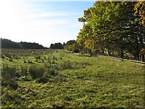 NT5270 : Rushy field near Colstoun Wood by M J Richardson