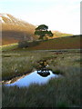 Reflections  in Glen Strathfarrar