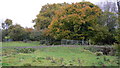 Field near Oakhanger