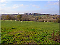 Pasture near Pen-cae, Llanarth