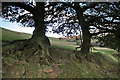 Old Trees With Root Erosion