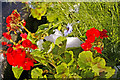 Geraniums in the snow