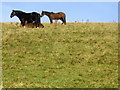 Horses near Milton of Lesmore