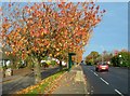 Entering Ayr In Autumn