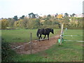 A black steed, grazing near Maer Farm