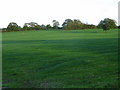 Grassland near Wrenpark