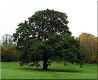 J3269 : Oak tree, Barnett Demesne by Rossographer