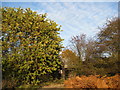 Meden Vale - Off Netherfield Lane Bridge