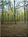 Wood near Oreham Common