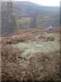 NN3399 : Sparse woodland near Glenbuck by Sarah McGuire