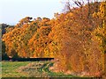 Fox Brake, east of Sparsholt, Oxfordshire