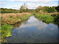 River Chess at Sarratt Bottom