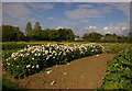 Rumburgh Allotments