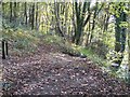 Fork in the path at Moss Valley Country Park