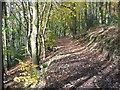 Trees and shadows at Moss Valley Country Park