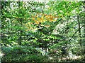 Deep in the trees on Arbrook Common