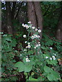 Canadian Fleabane