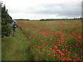 SE9375 : Poppy  field  along  the top of  East  Heslerton  Brow by Martin Dawes