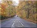 Autumn leaves over A30 London Road, Camberley