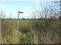 Footpath through the hedge