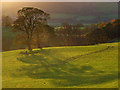 Trees in pastures above Lorton