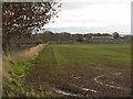 Autumn-sown cereal at Eccles Tofts