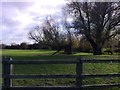 Meadow, Thornborough